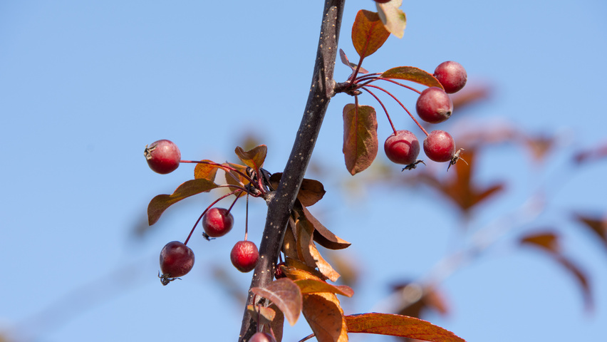 Malus toringo 'Freja' fruits