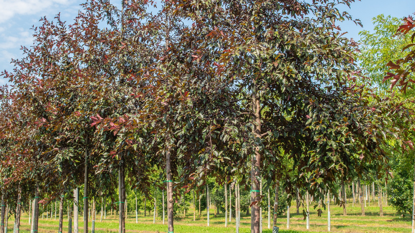 Malus toringo 'Freja' haute tige