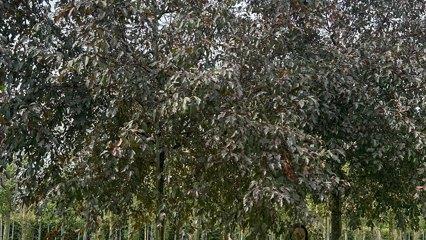 Malus toringo 'Freja' haute tige