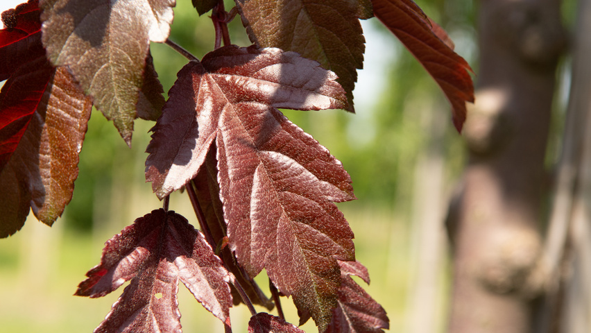 Malus toringo 'Freja' Feuilles