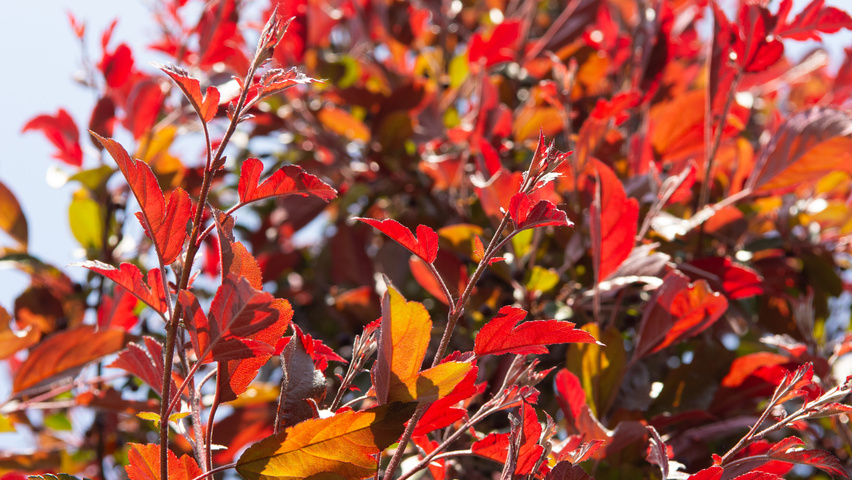 Malus toringo 'Freja' Feuilles