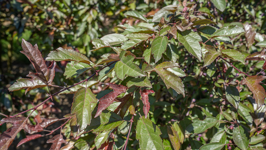 Malus toringo 'Freja' Feuilles