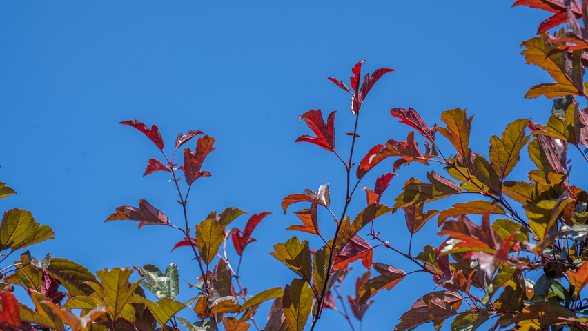 Malus toringo 'Freja' Feuilles