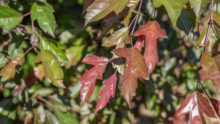 Malus toringo 'Freja' Feuilles