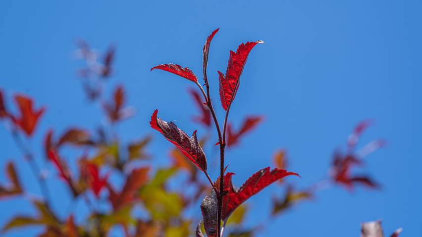 Malus toringo 'Freja' Feuilles