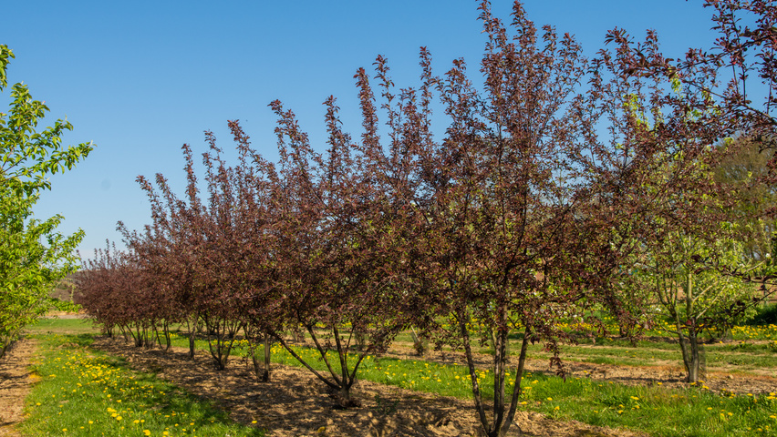 Malus toringo 'Freja' multi-troncs
