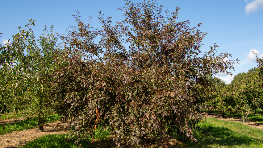 Malus toringo 'Freja' multi-troncs