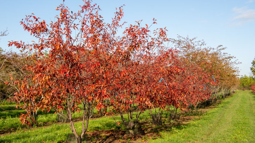 Malus toringo 'Freja' multi-troncs