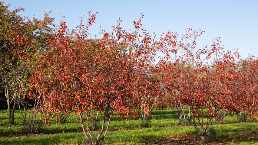 Malus toringo 'Freja' multi-troncs
