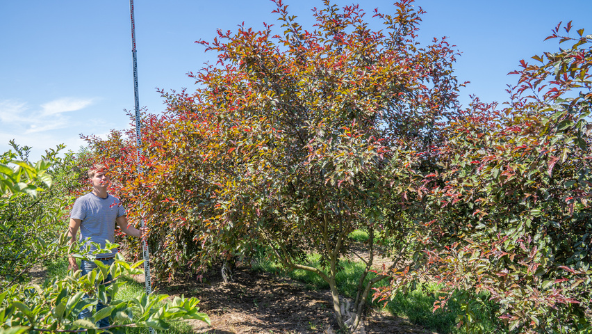Malus toringo 'Freja' multi-troncs