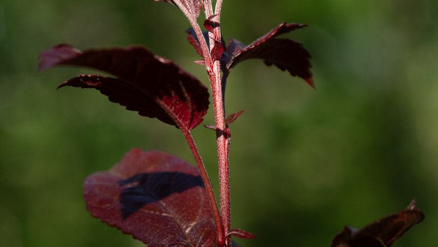 Malus toringo 'Freja' rameaux
