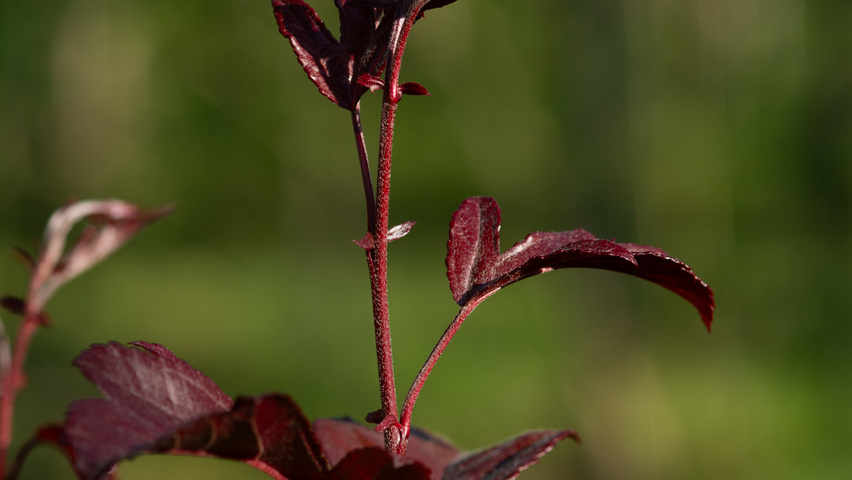 Malus toringo 'Freja' rameaux