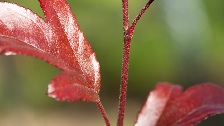 Malus toringo 'Freja' rameaux
