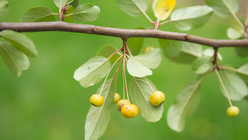 Malus toringo vrucht