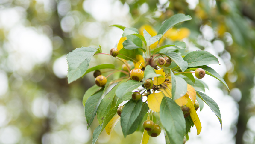 Malus toringo vrucht