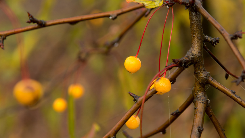Malus toringo vrucht