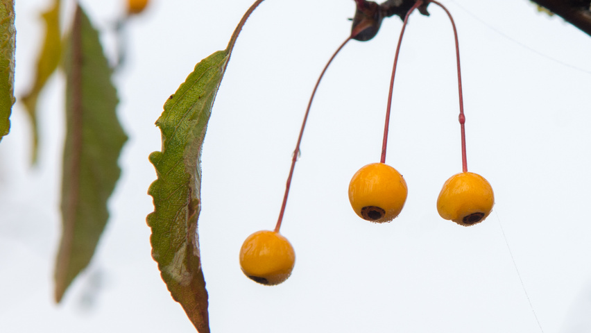 Malus toringo vrucht