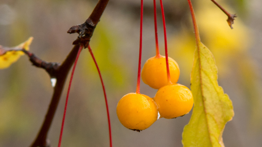 Malus toringo vrucht