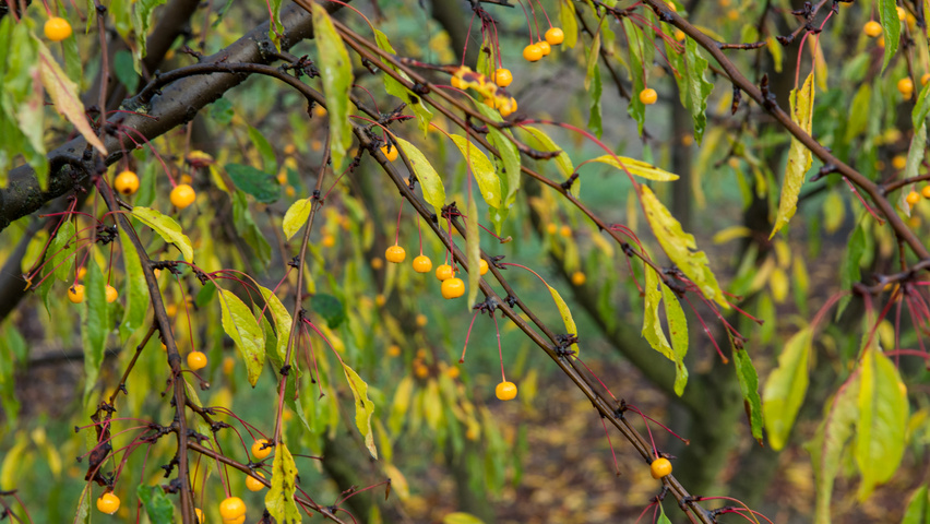 Malus toringo vrucht