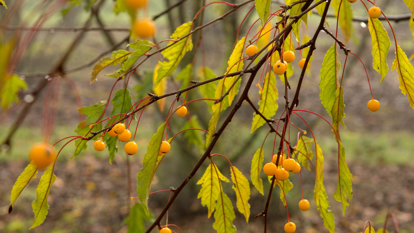 Malus toringo vrucht