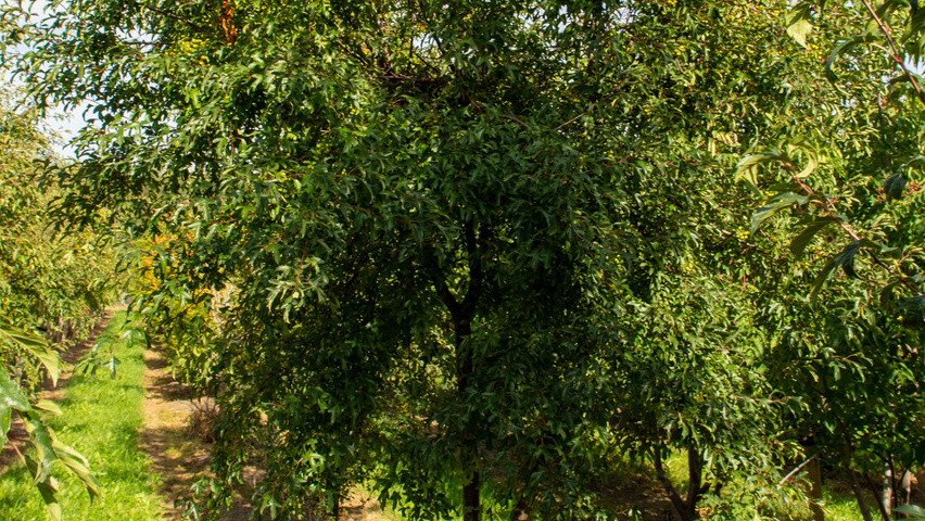 Malus toringo halfstam