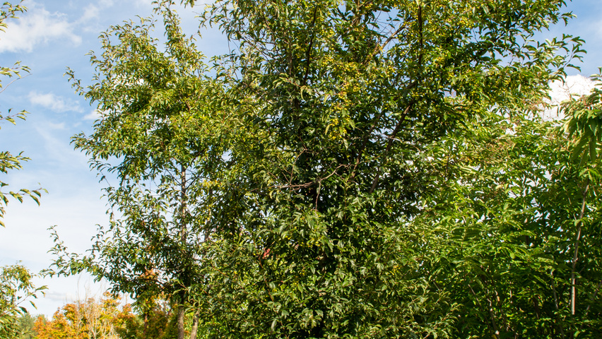 Malus toringo halfstam