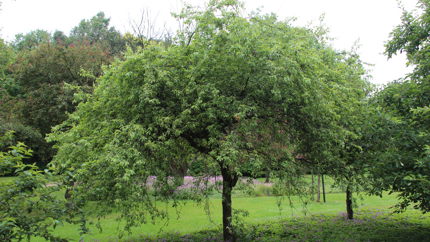 Malus toringo halfstam