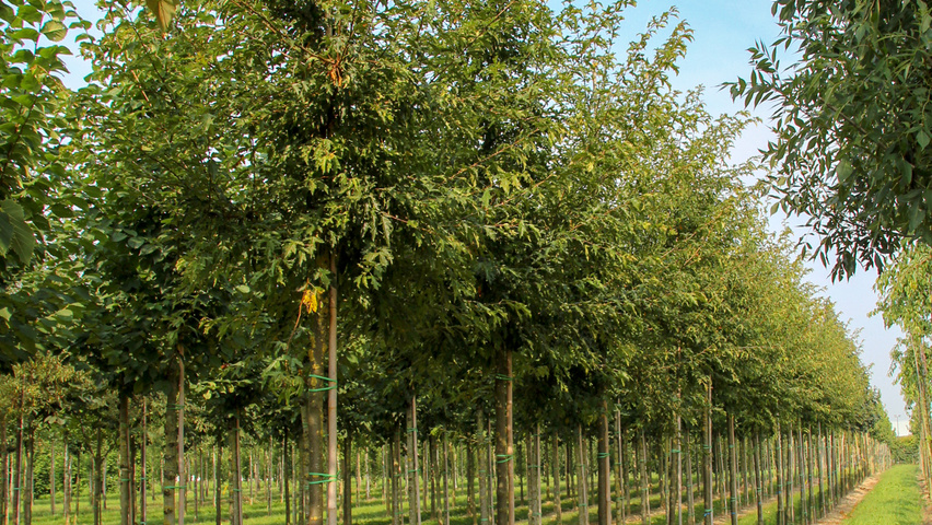 Malus toringo hoogstam