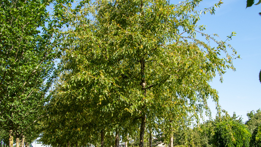 Malus toringo hoogstam