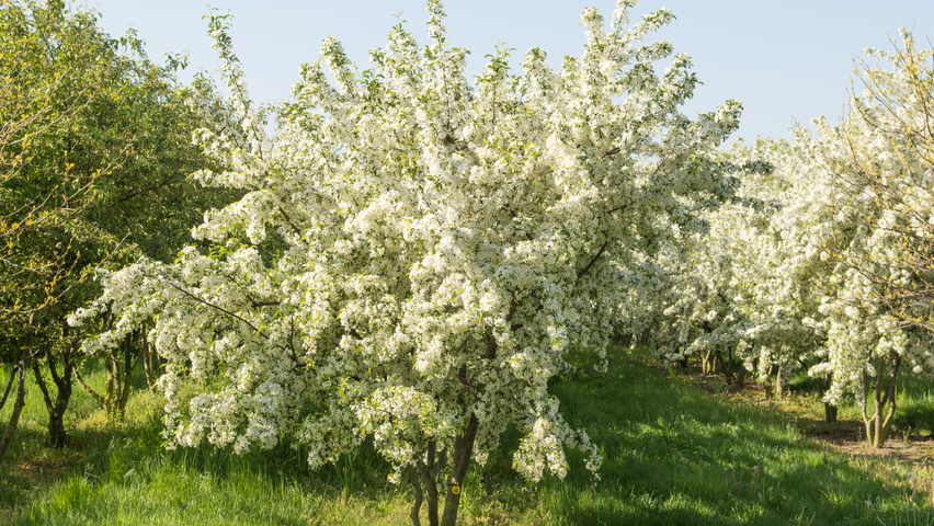 Malus toringo meerstammig