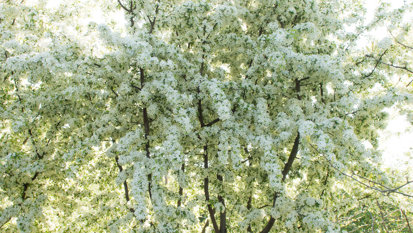 Malus toringo meerstammig