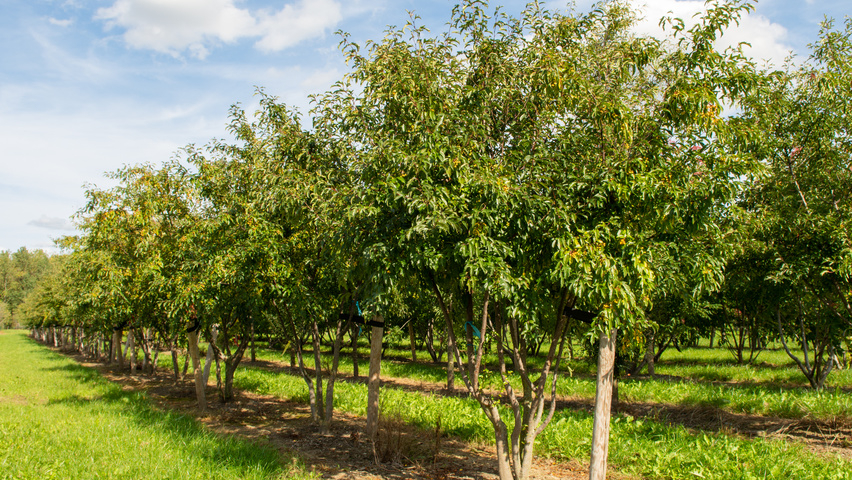 Malus toringo meerstammig parasol
