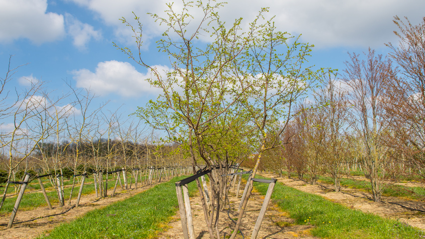 Malus toringo meerstammig parasol