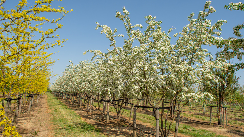 Malus toringo meerstammig parasol