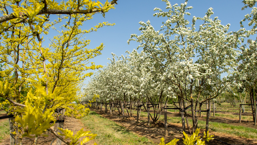 Malus toringo meerstammig parasol