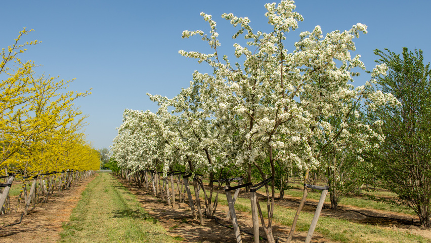 Malus toringo meerstammig parasol