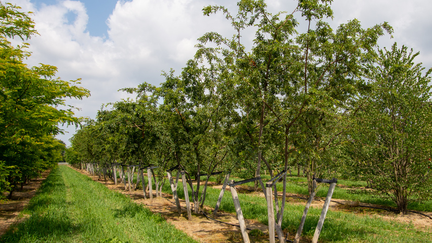 Malus toringo meerstammig parasol