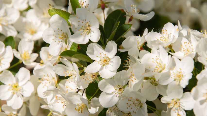Malus toringo 'Sargent's Elegant' flowers