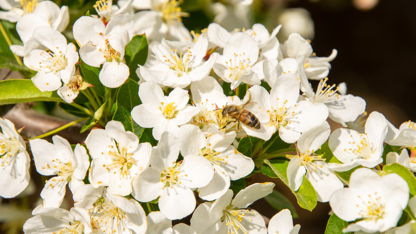 Malus toringo 'Sargent's Elegant' flowers