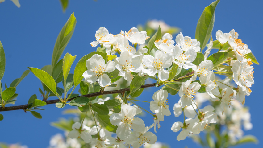 Malus toringo 'Sargent's Elegant' flowers