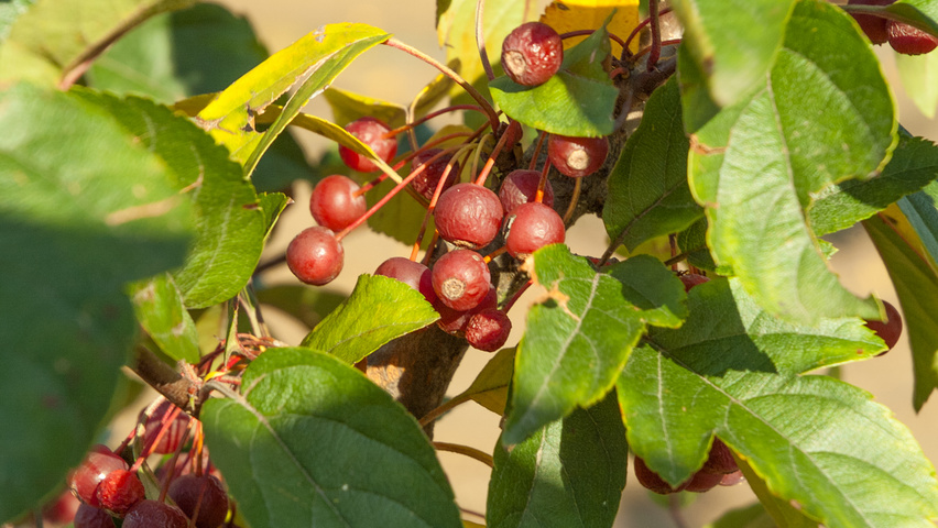 Malus toringo 'Sargent's Elegant' fruits