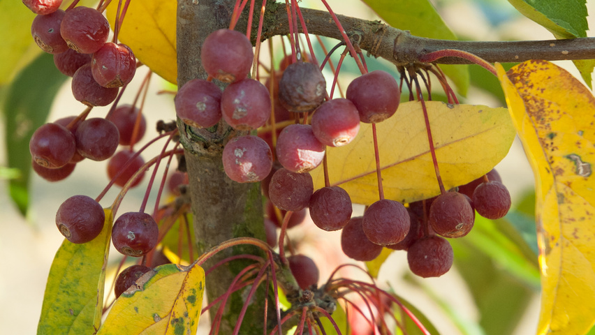 Malus toringo 'Sargent's Elegant' fruits