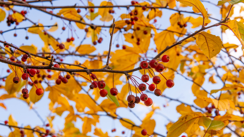 Malus toringo 'Sargent's Elegant' fruits