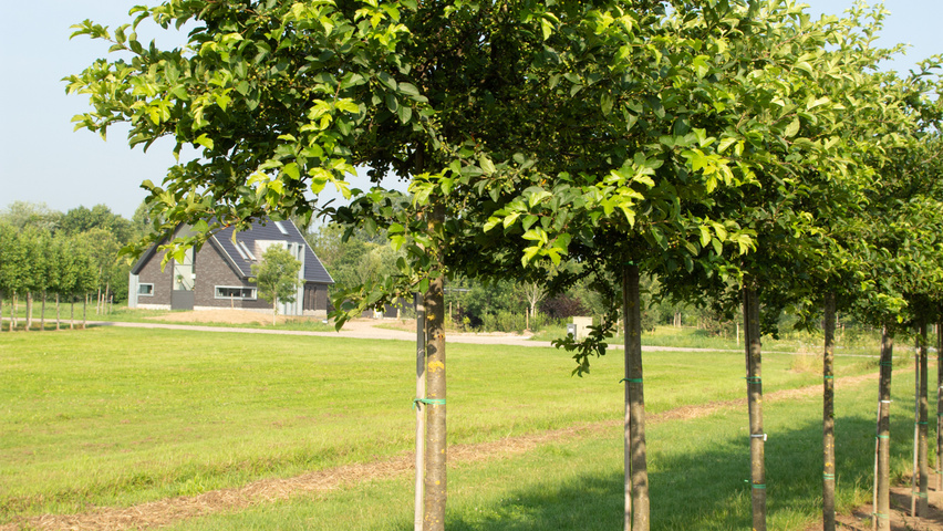 Malus toringo 'Sargent's Elegant' standard tree