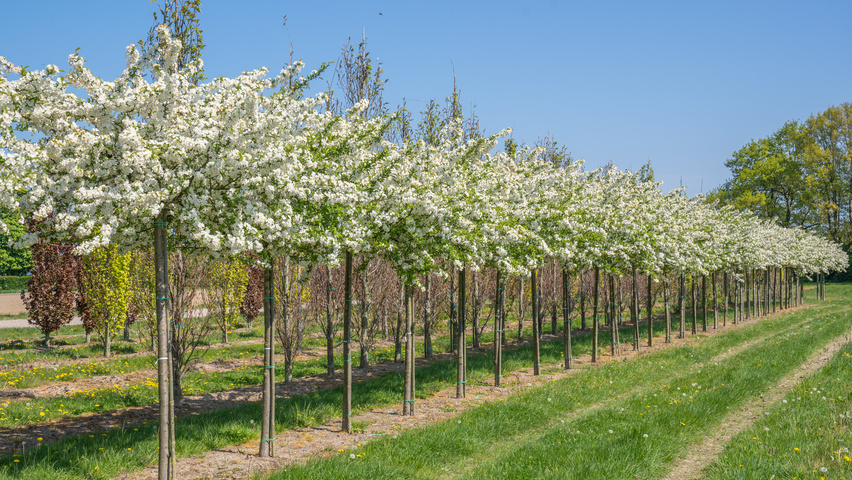 Malus toringo 'Sargent's Elegant' standard tree