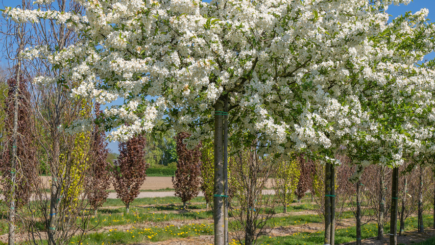 Malus toringo 'Sargent's Elegant' standard tree