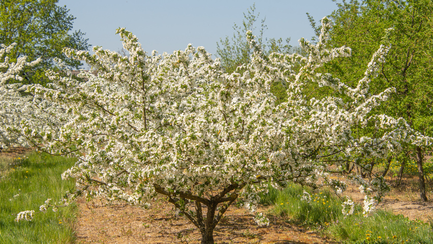 Malus toringo 'Sargent's Elegant' multi-stem