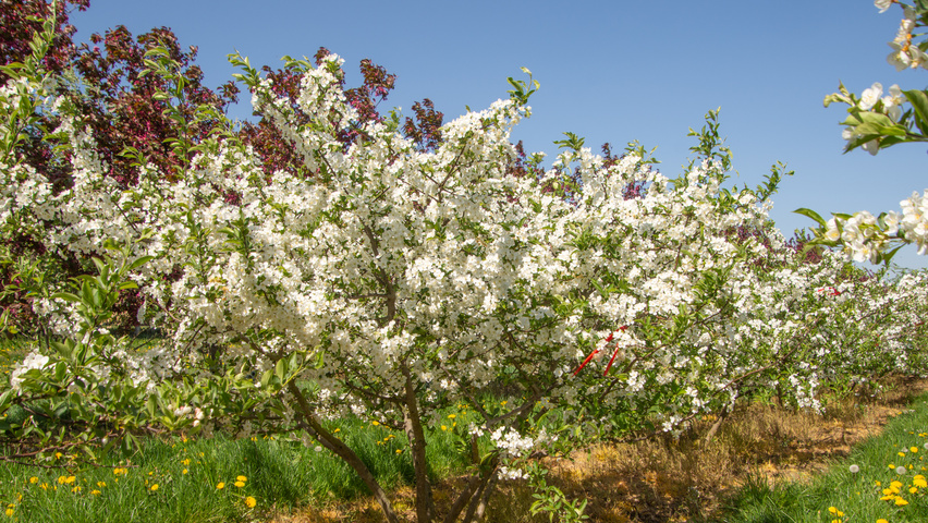Malus toringo 'Sargent's Elegant' multi-stem