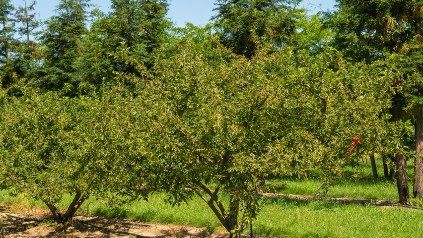 Malus toringo 'Sargent's Elegant' multi-stem