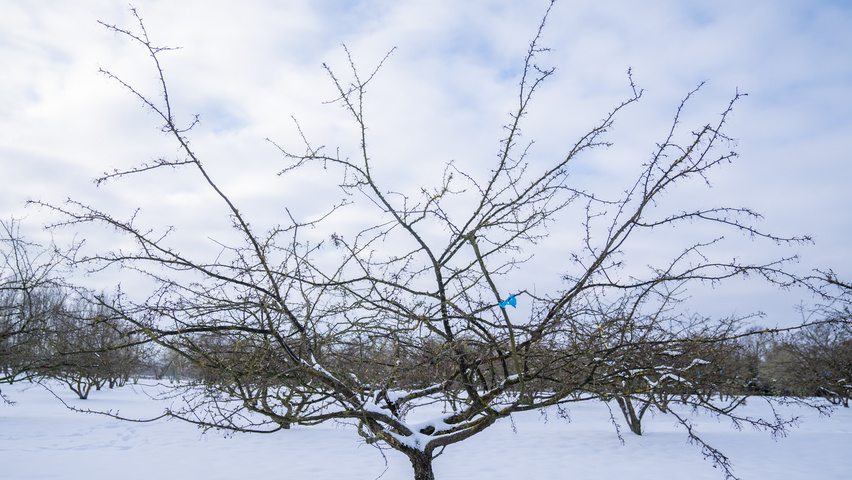 Malus toringo 'Sargent's Elegant' multi-stem